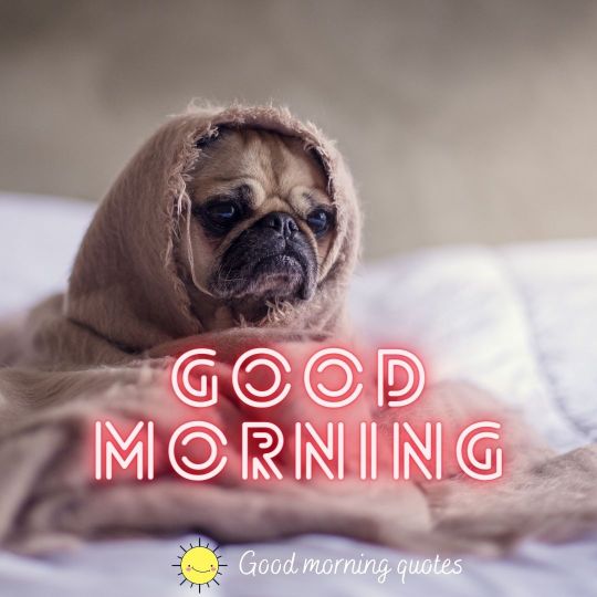 9 Funny Good Morning Images  Quotes Messages  WikiHow