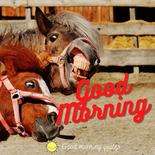 funny horse good morning images