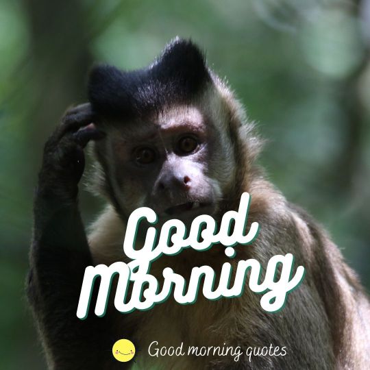 good morning funny monkey images