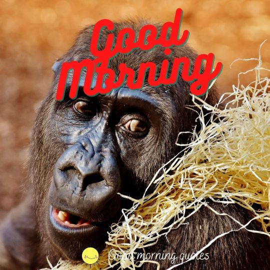good morning funny gorilla images