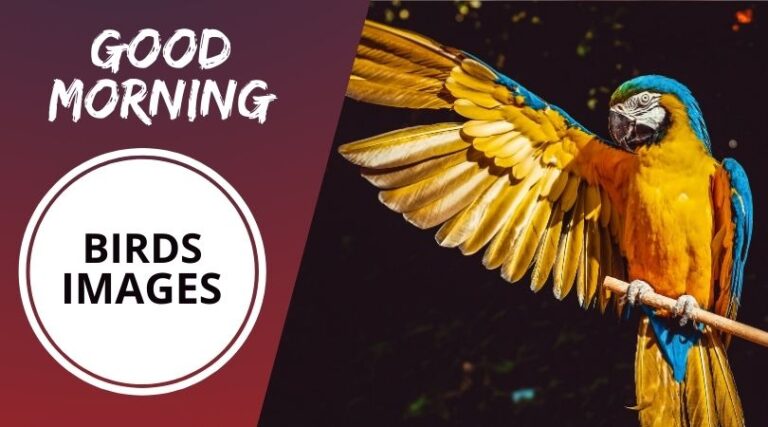 50+ Best Good Morning Birds Images to Wish Anyone [2023]