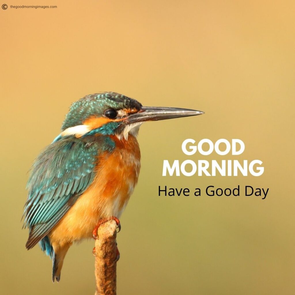 good morning images with birds