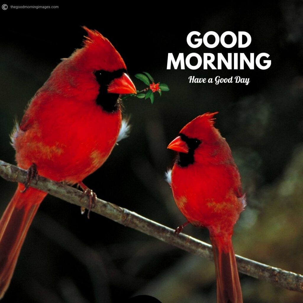 good morning with birds images