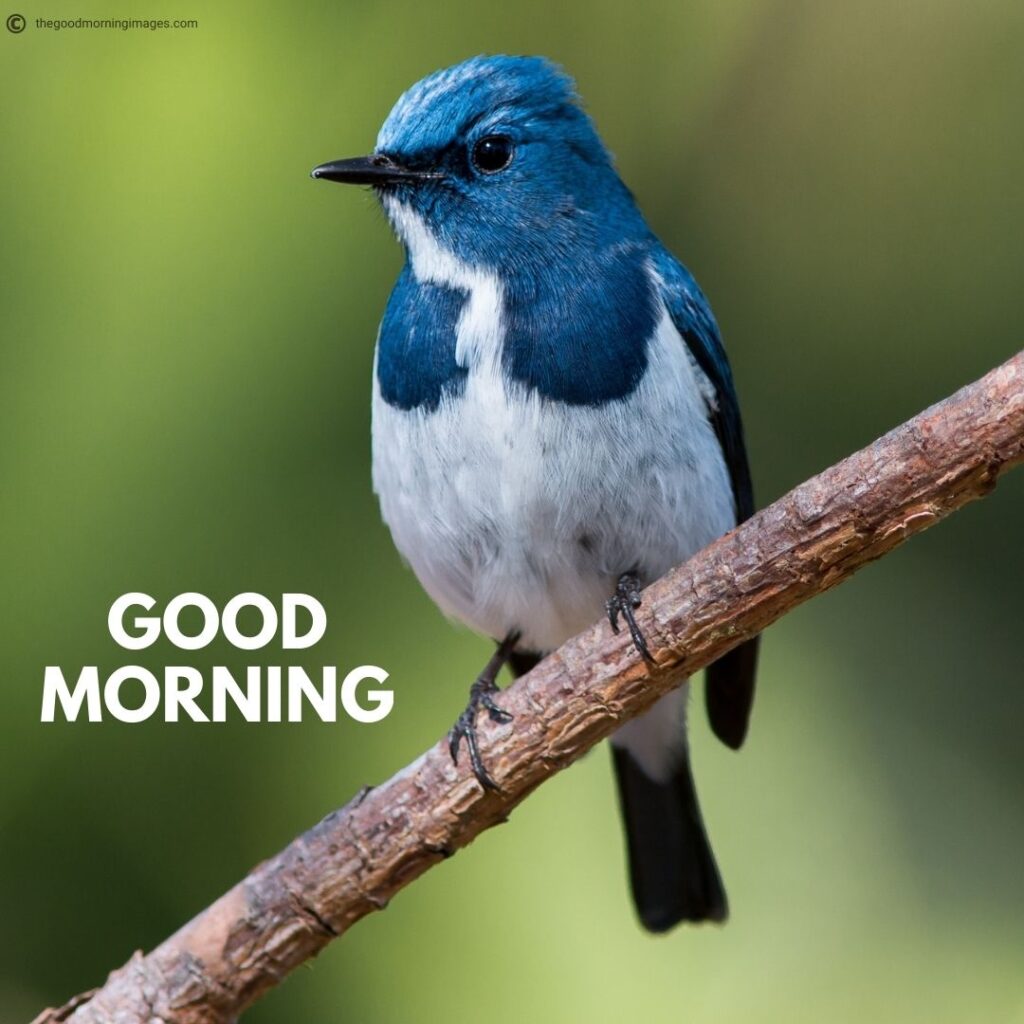 good morning images with birds hd