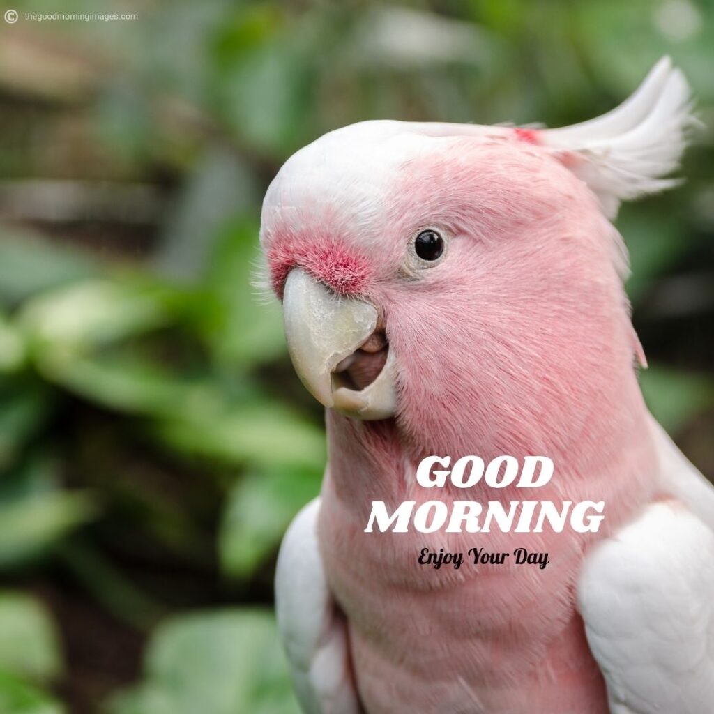 good morning with birds images