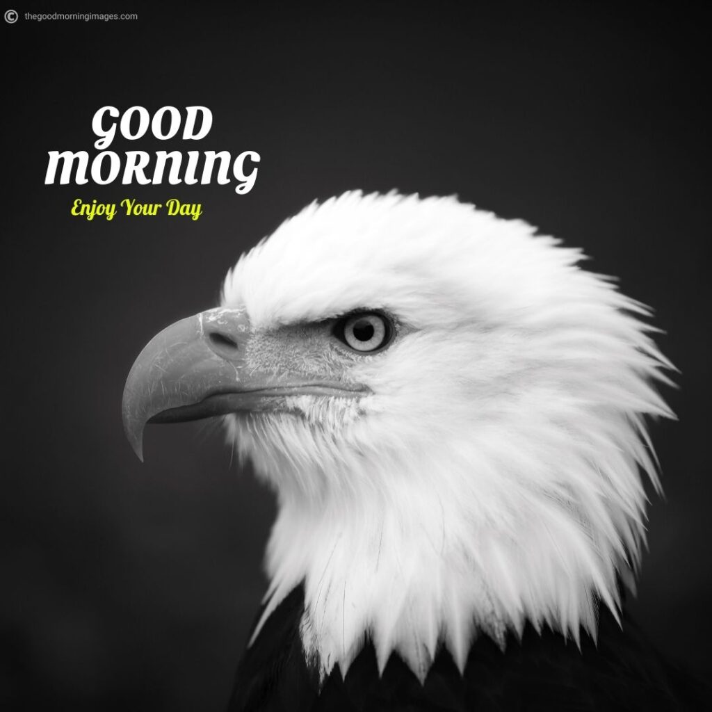 good morning with birds images