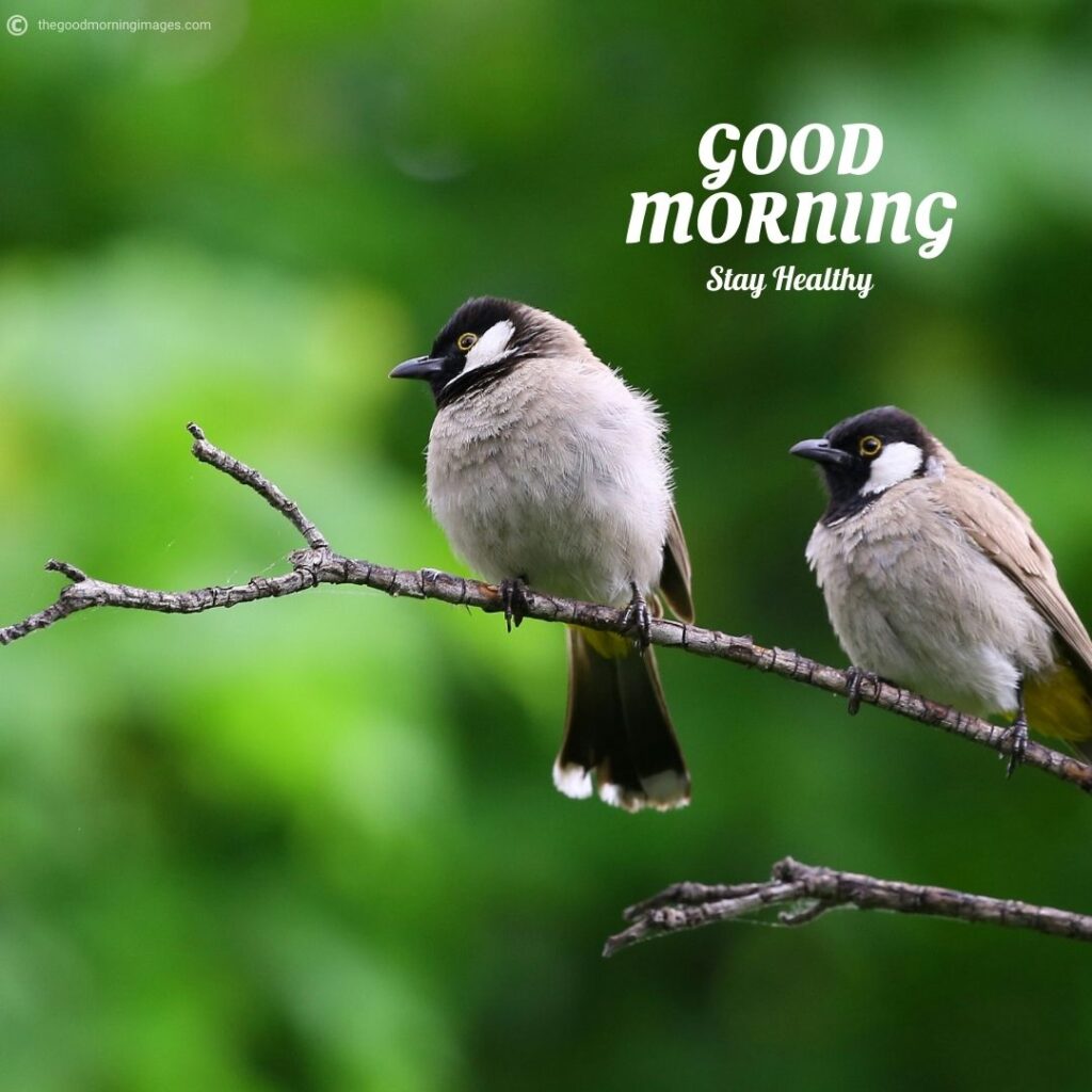 good morning images with beautiful birds