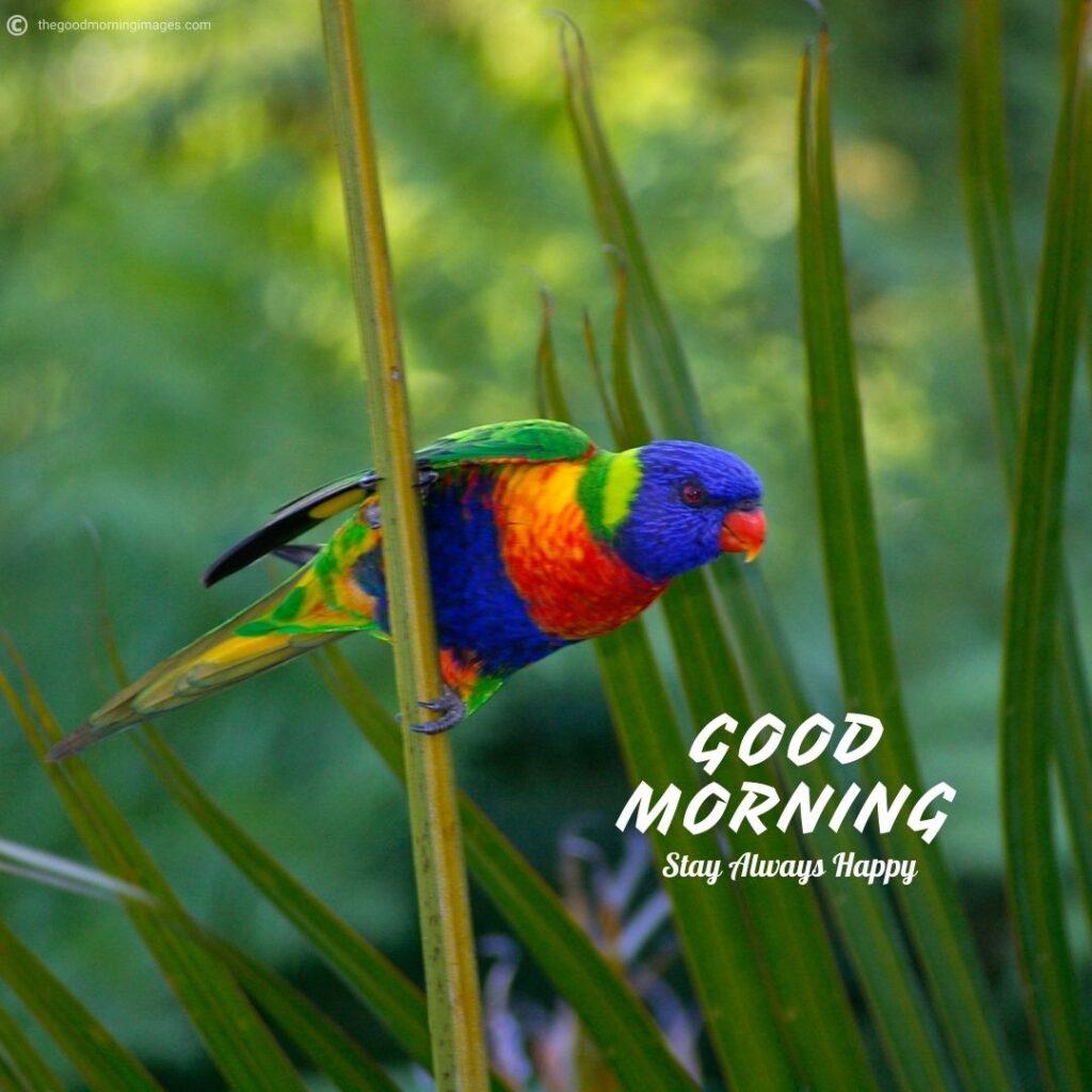 50+ Best Good Morning Birds Images To Wish Anyone [2023]