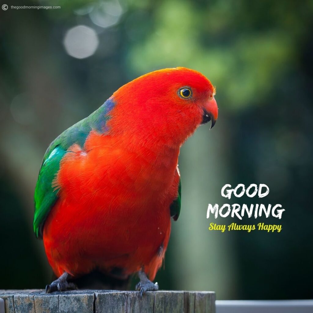 good morning images with beautiful birds