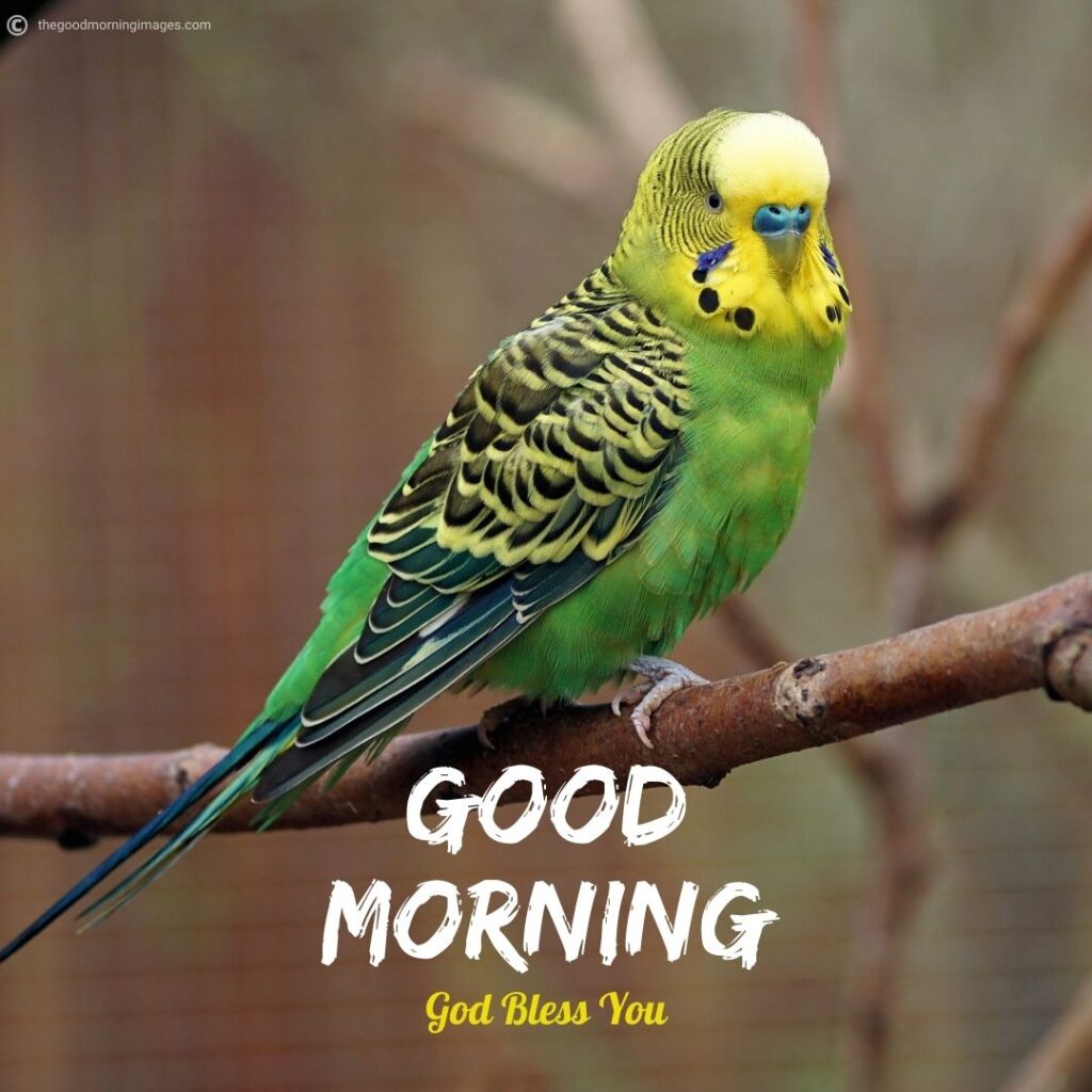 good morning parrot images