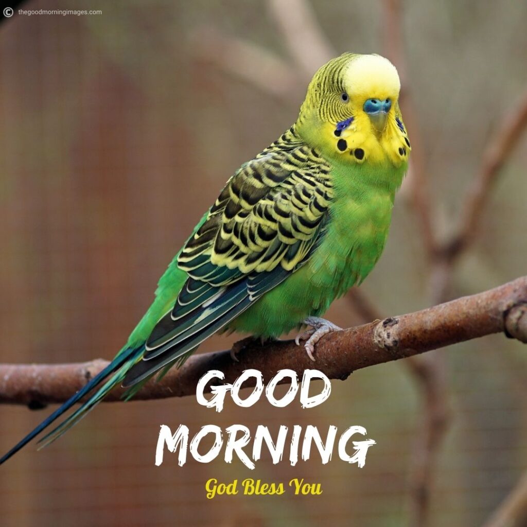 Best Good Morning Birds Images To Wish Anyone