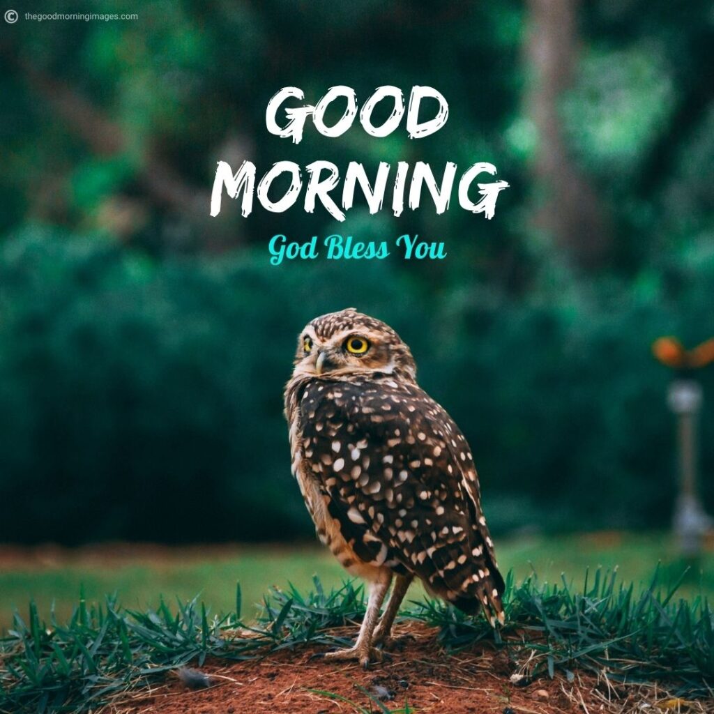 good morning owl images