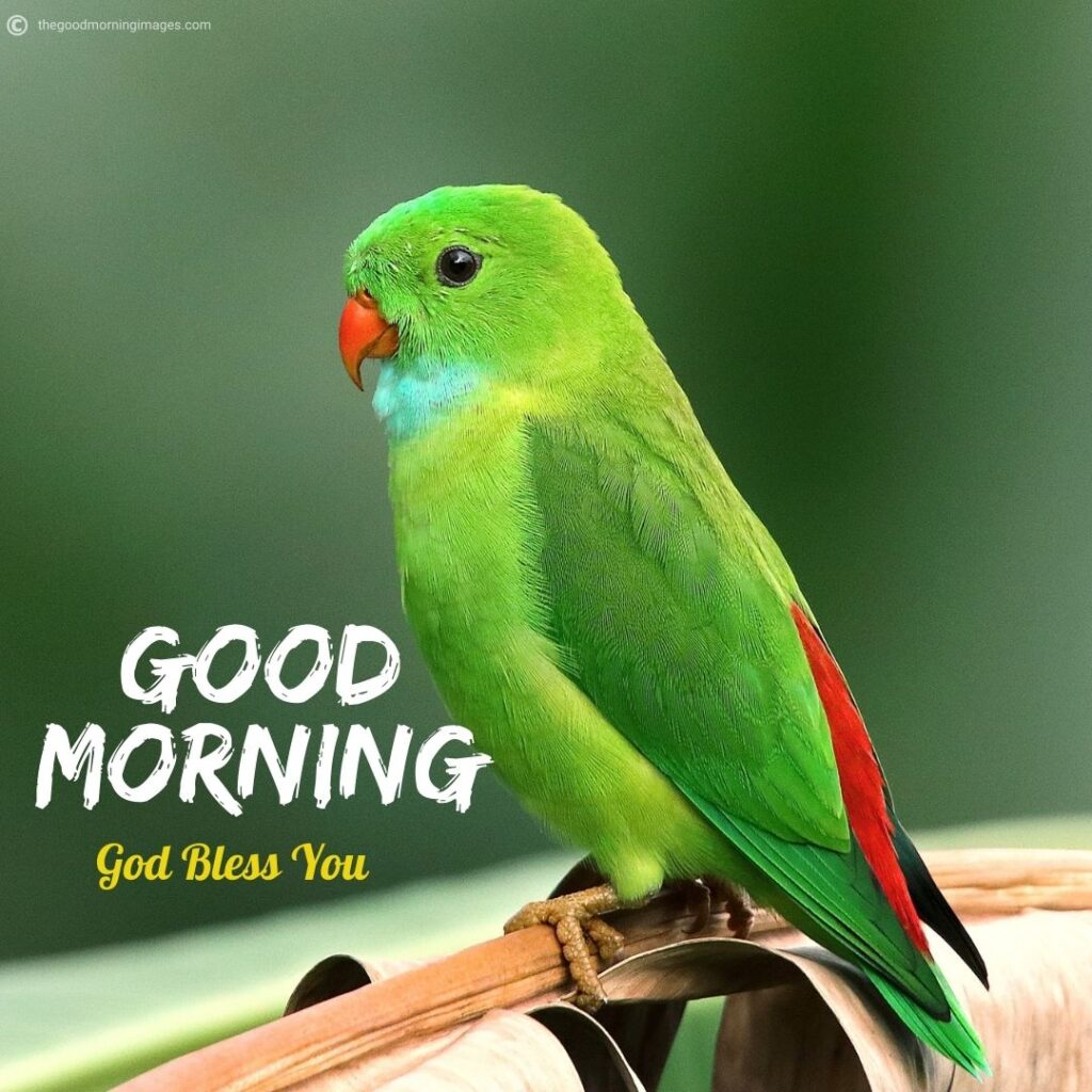 good morning images with parrots