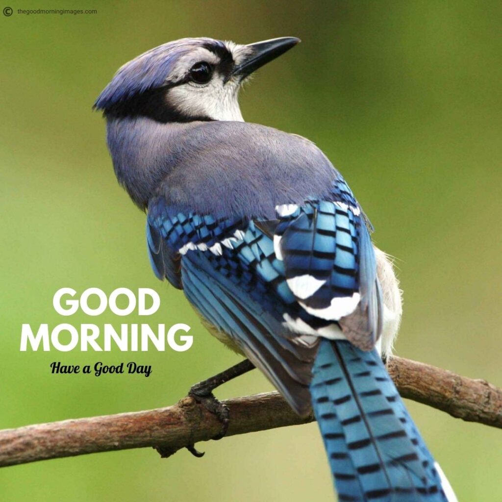 good morning images with birds