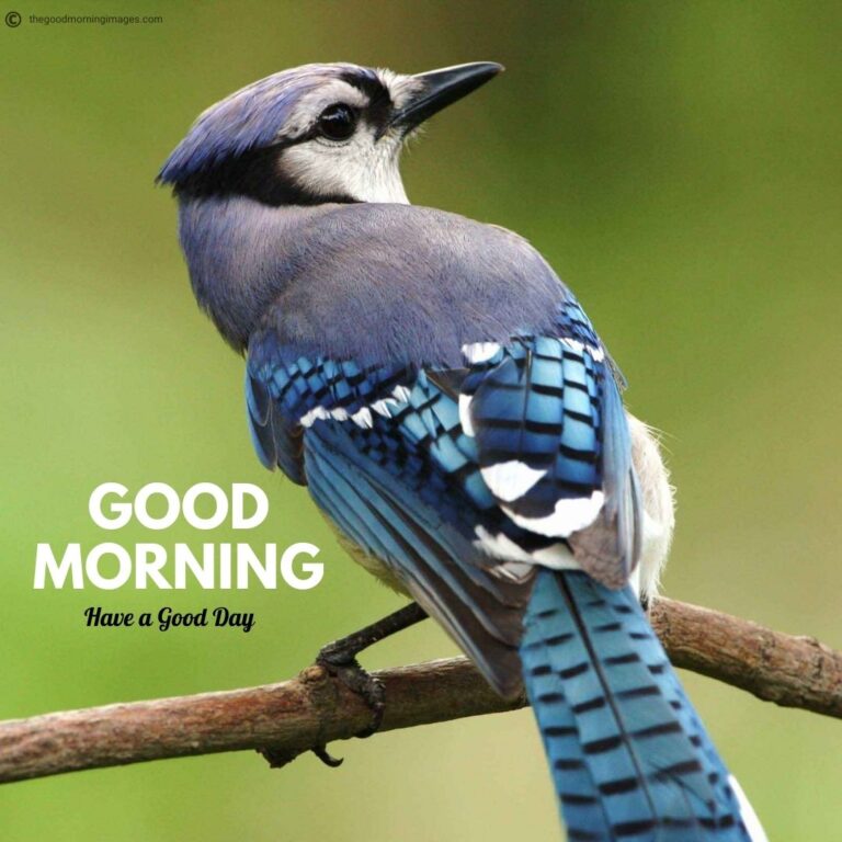 50+ Best Good Morning Birds Images To Wish Anyone