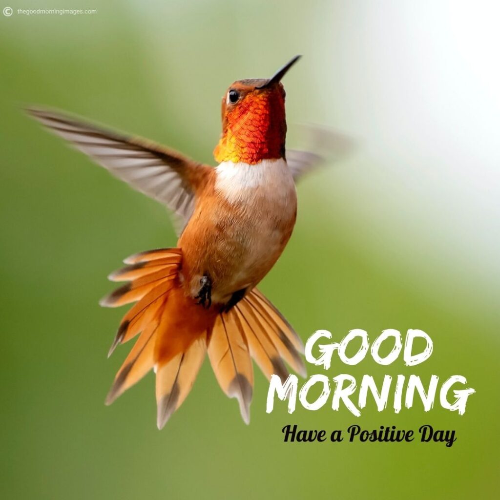 good morning flying birds