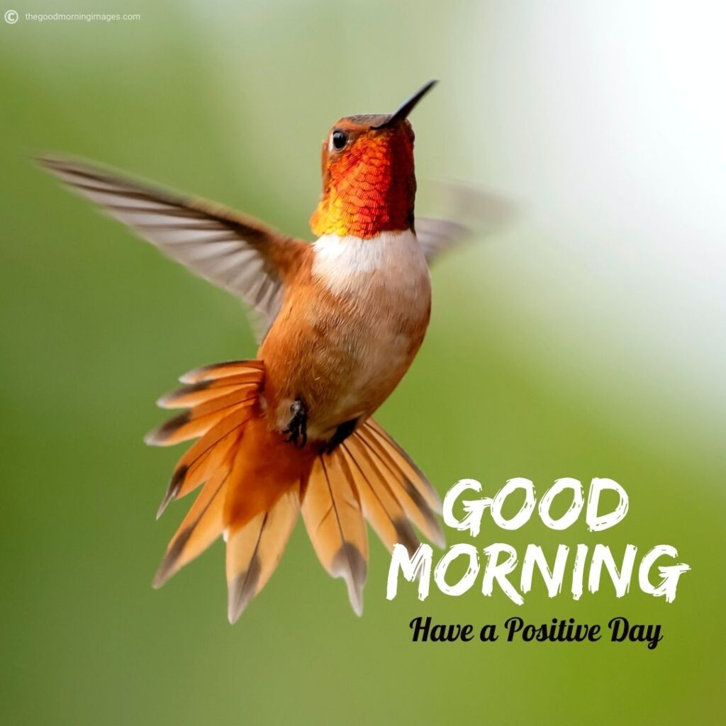 50+ Best Good Morning Birds Images To Wish Anyone [2023]