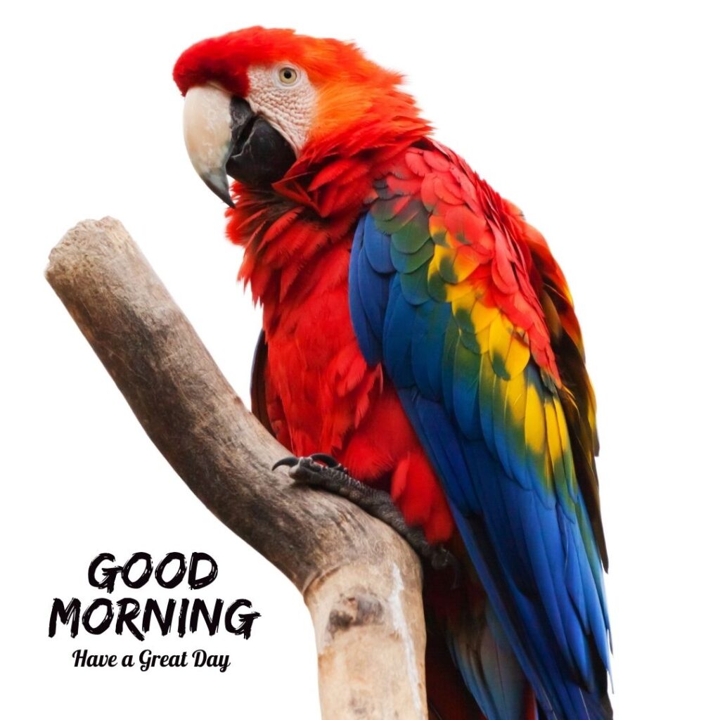 good morning parrot images