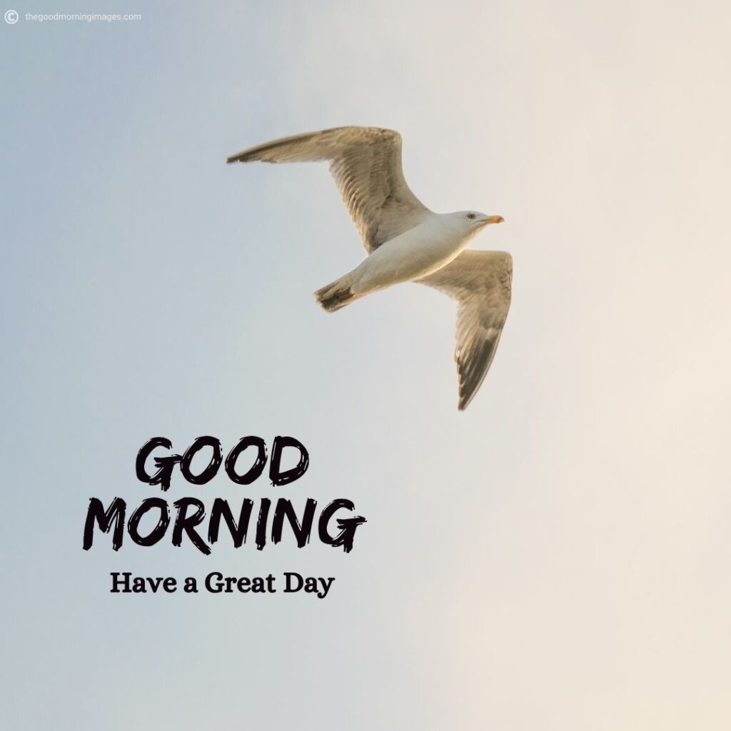 flying birds good morning images