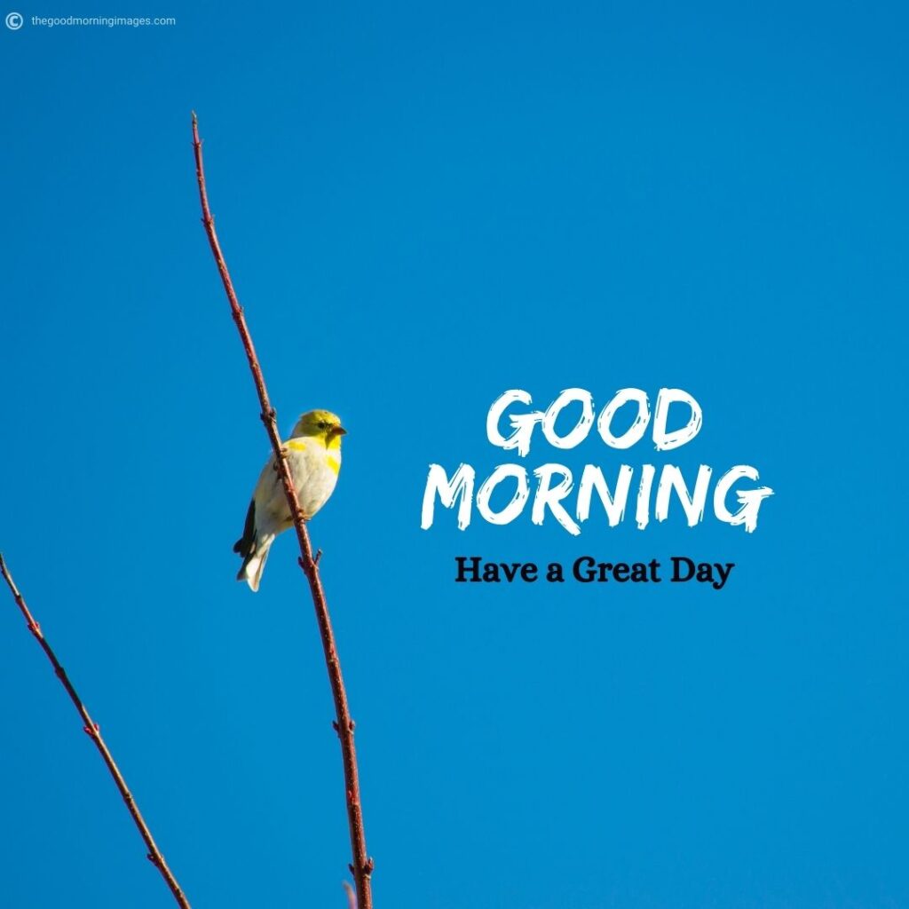 good morning birds images download