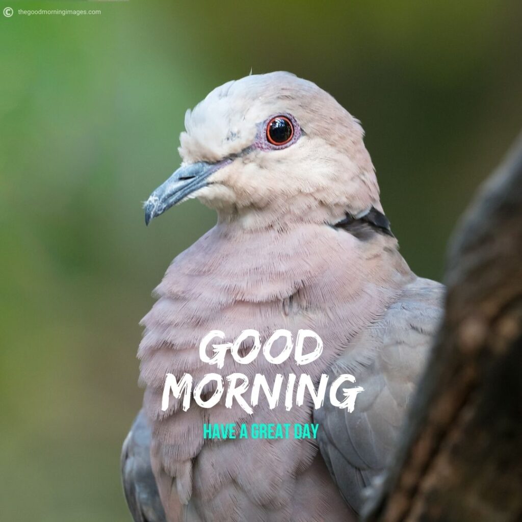 images of good morning with birds