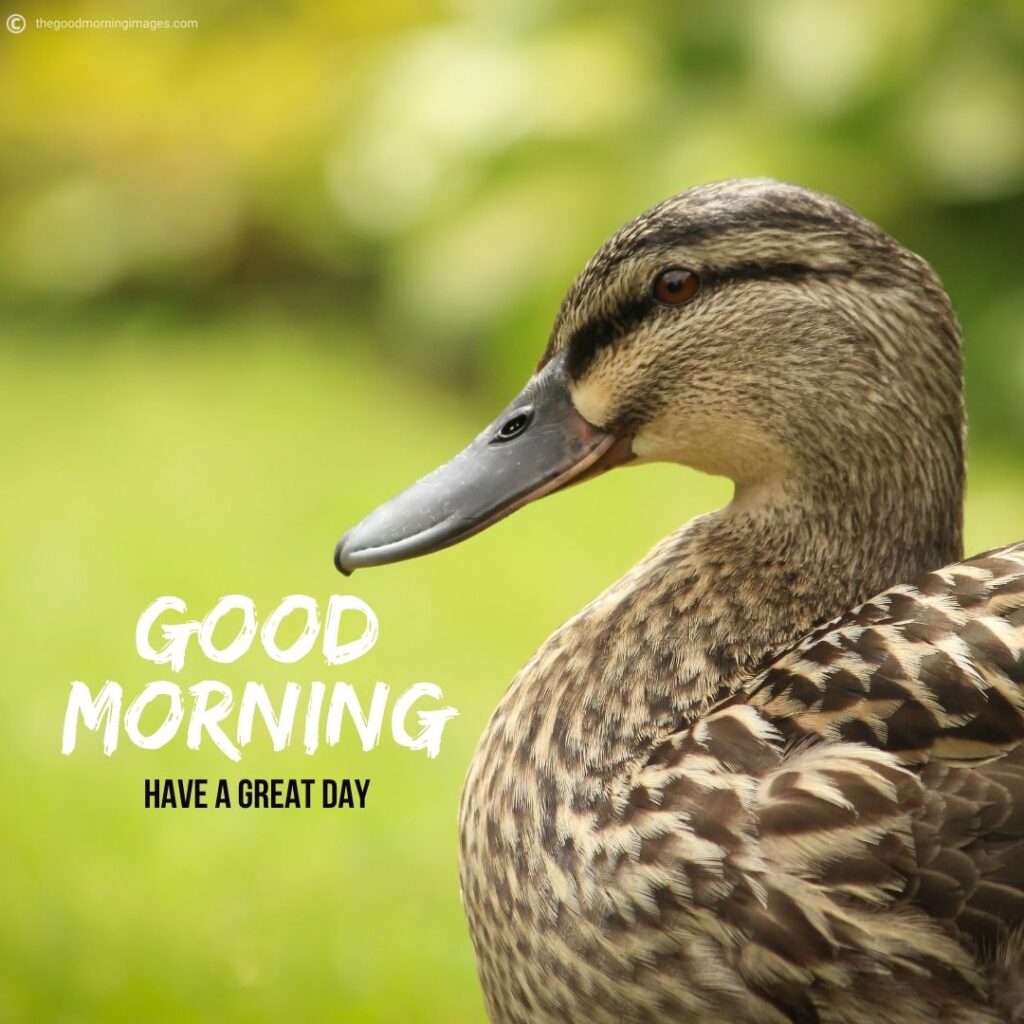 good morning duck images