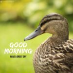 50+ Best Good Morning Birds Images To Wish Anyone