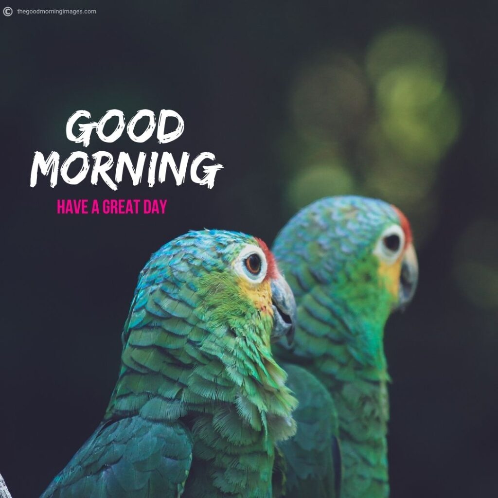 good morning birds pictures parrot