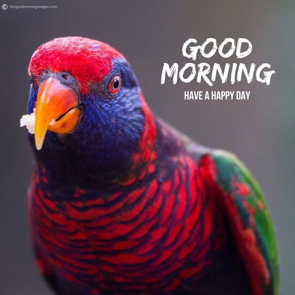 good morning birds images wishes
