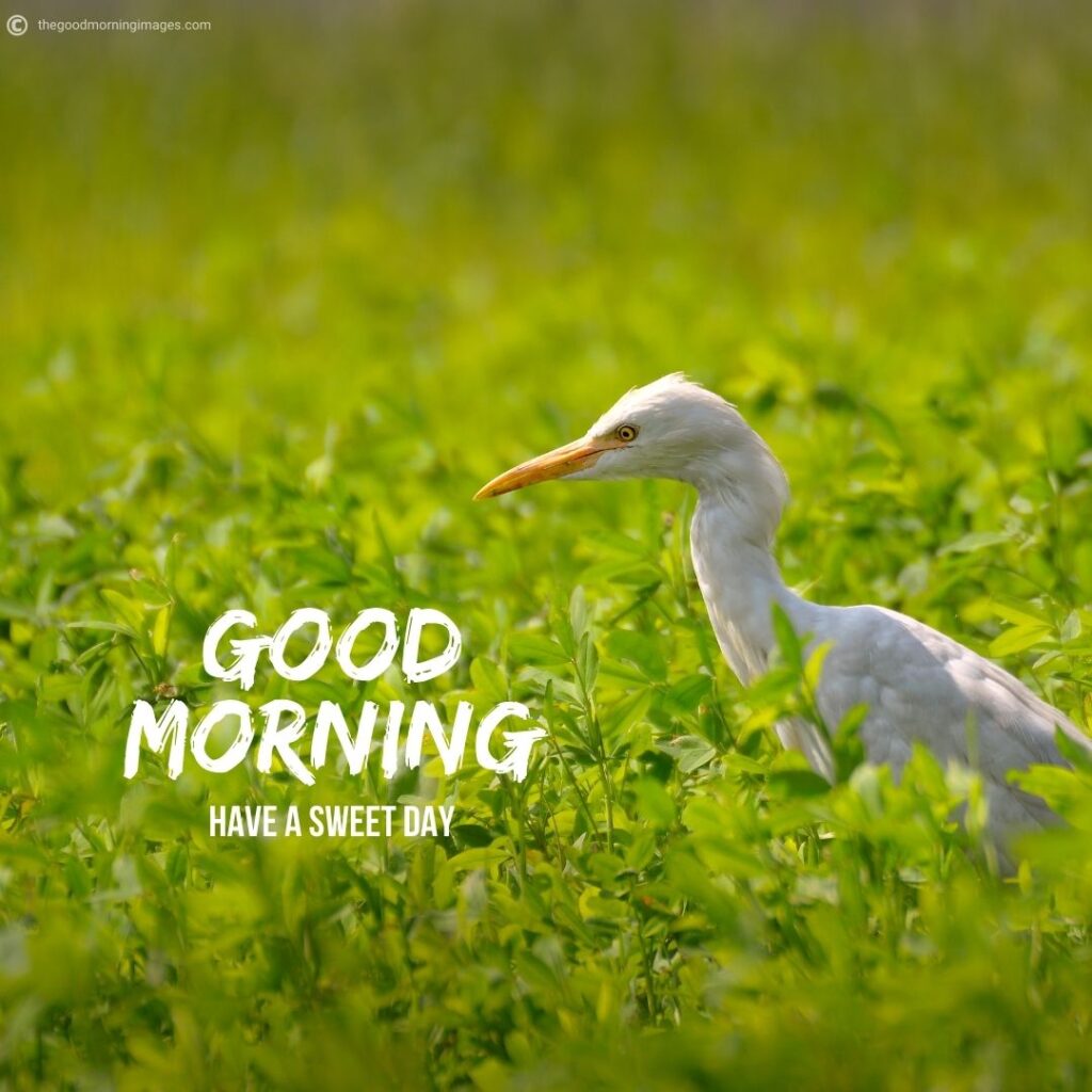 good morning birds pictures