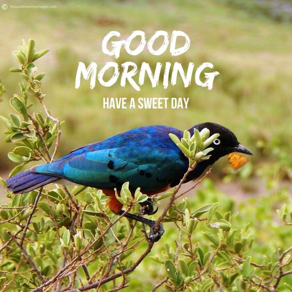 good morning message with birds