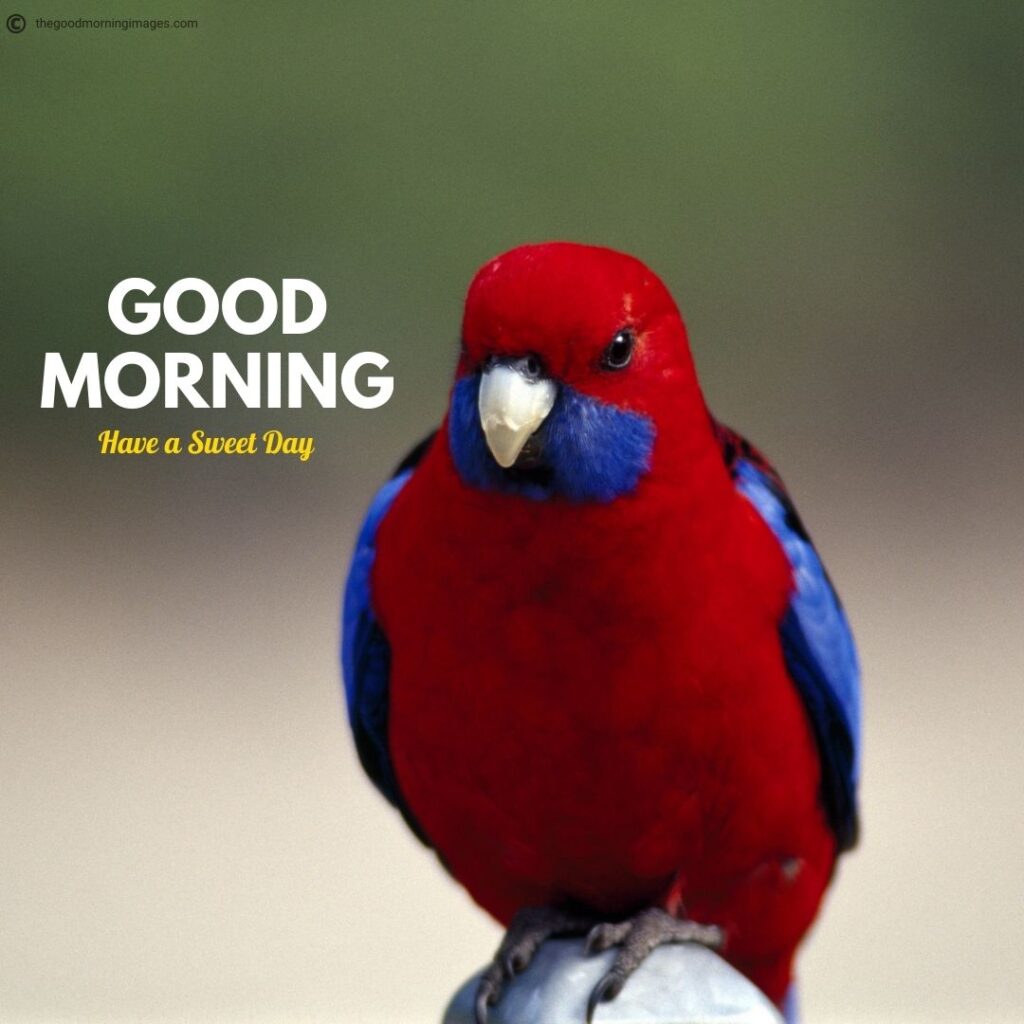 Good Morning Birds Images