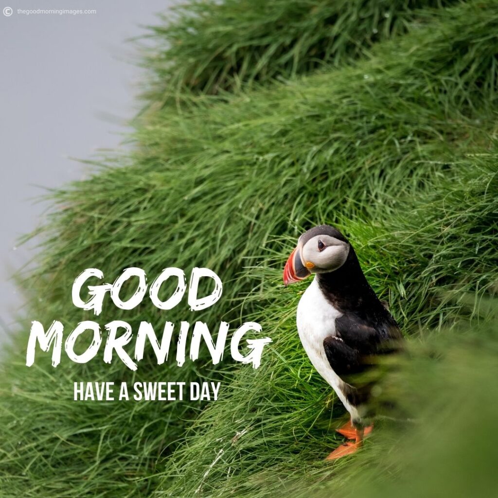 good morning penguin images