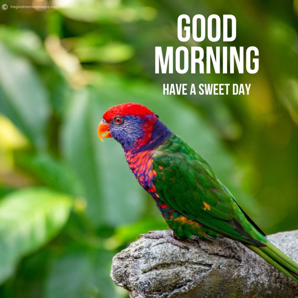 good morning beautiful birds images