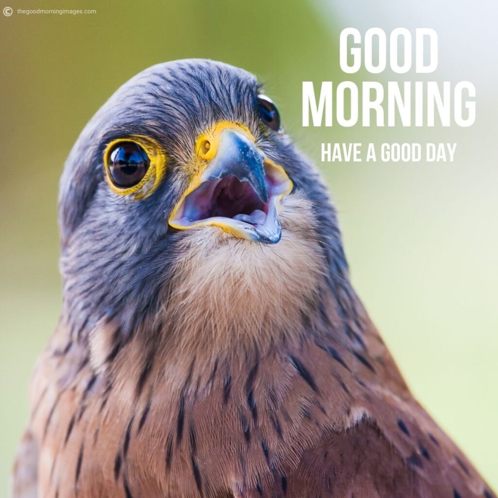 gd mrng birds images