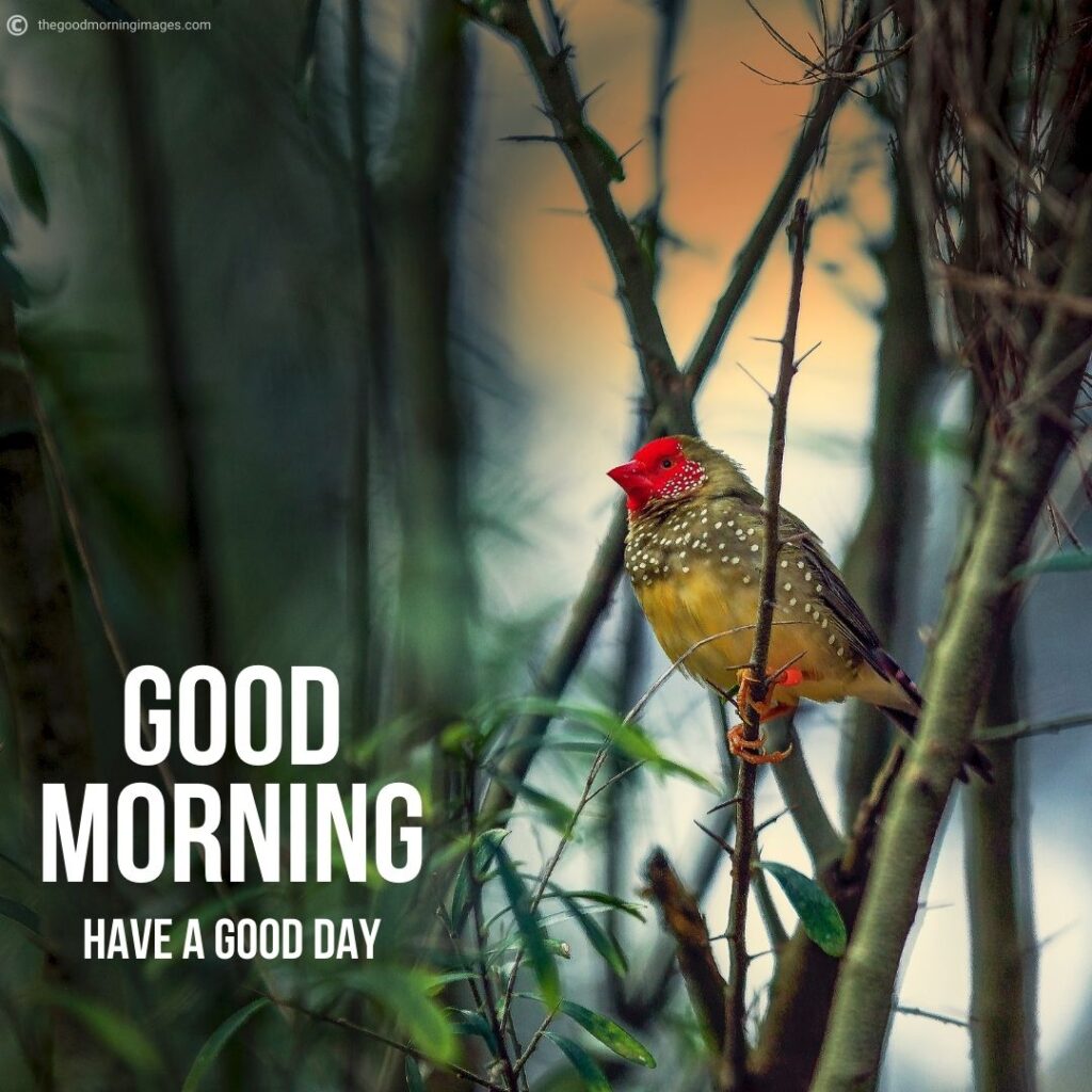 good morning beautiful birds images