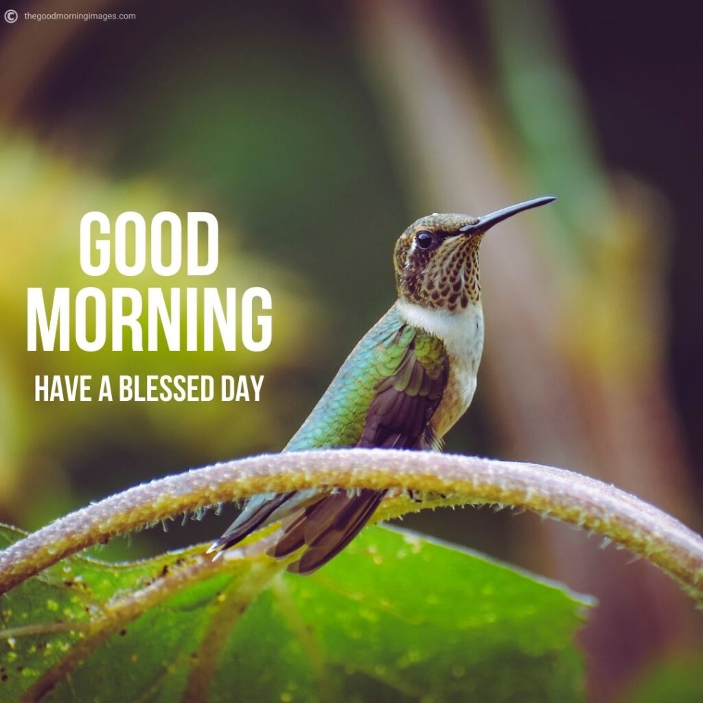 good morning cute birds images