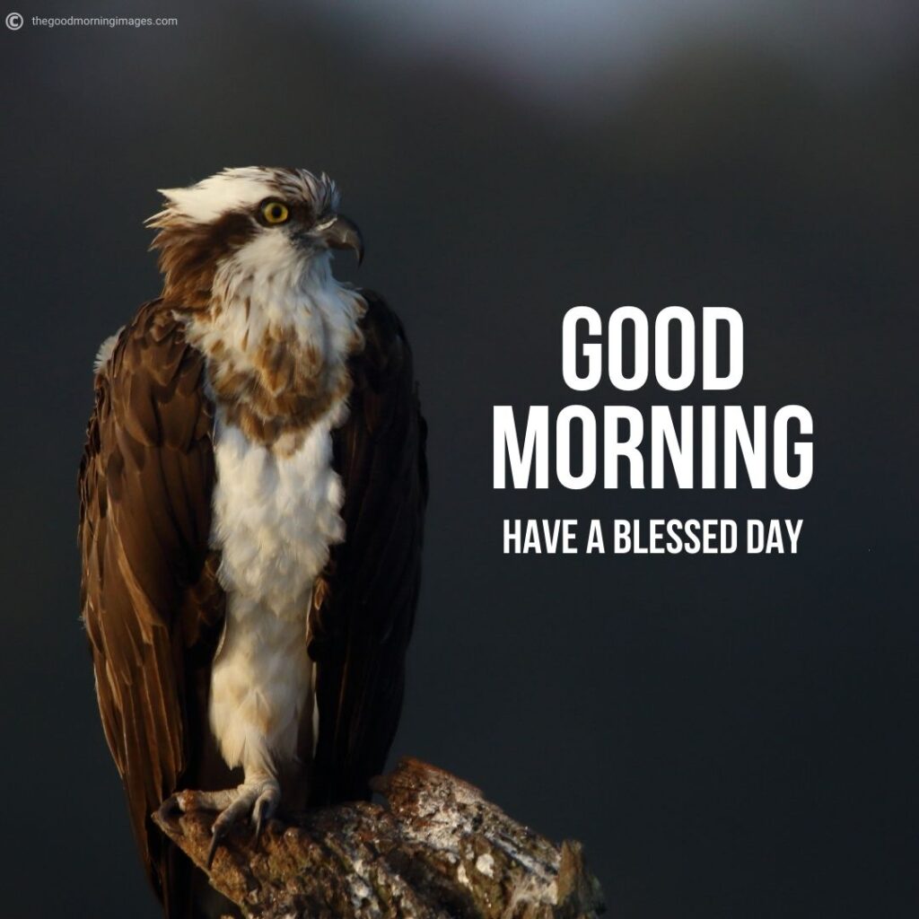 good morning sweet birds images