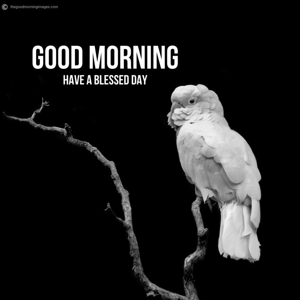 good morning beautiful birds images