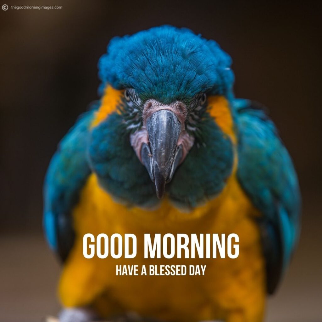 good morning beautiful birds images