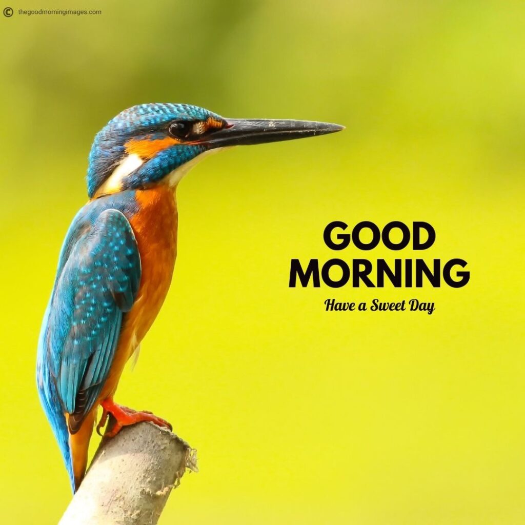 50+ Best Good Morning Birds Images To Wish Anyone [2023]