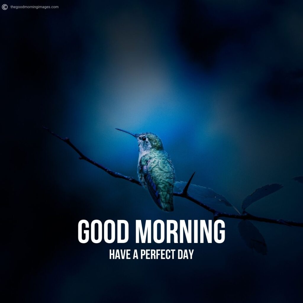 small bird morning images