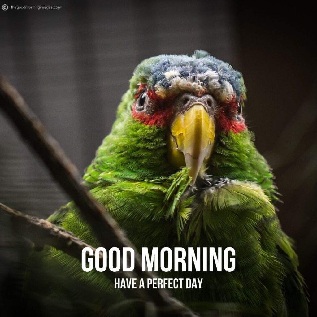 good morning images with birds