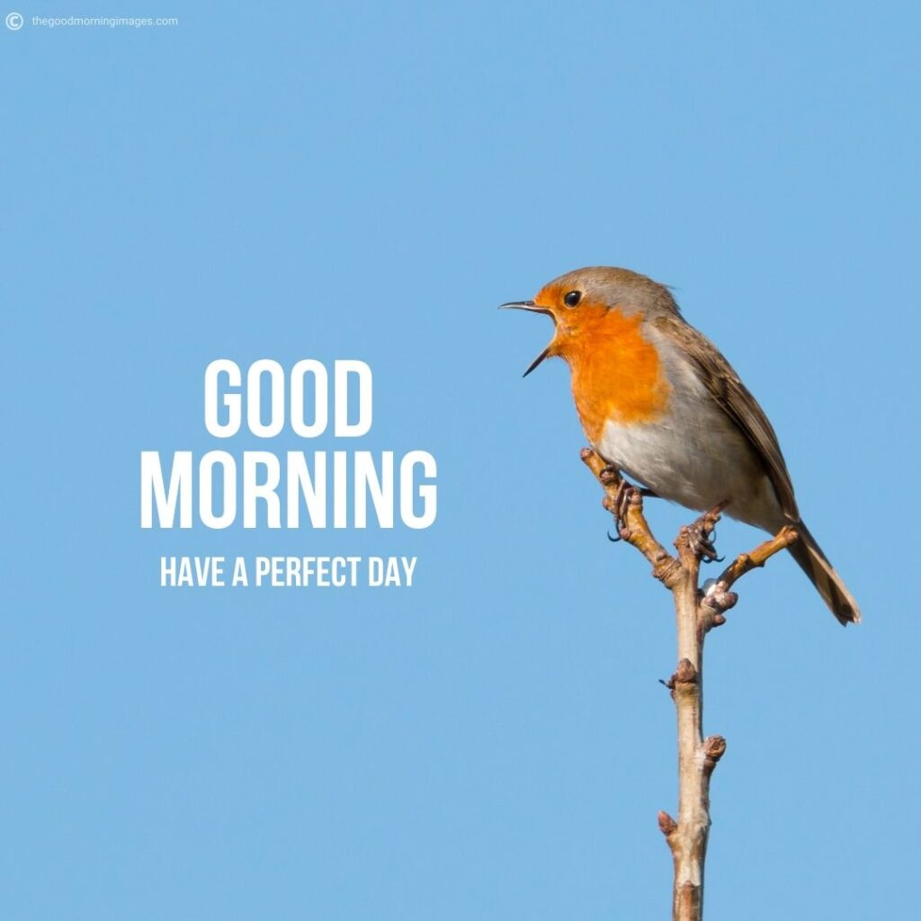 Best Good Morning Birds Images To Wish Anyone