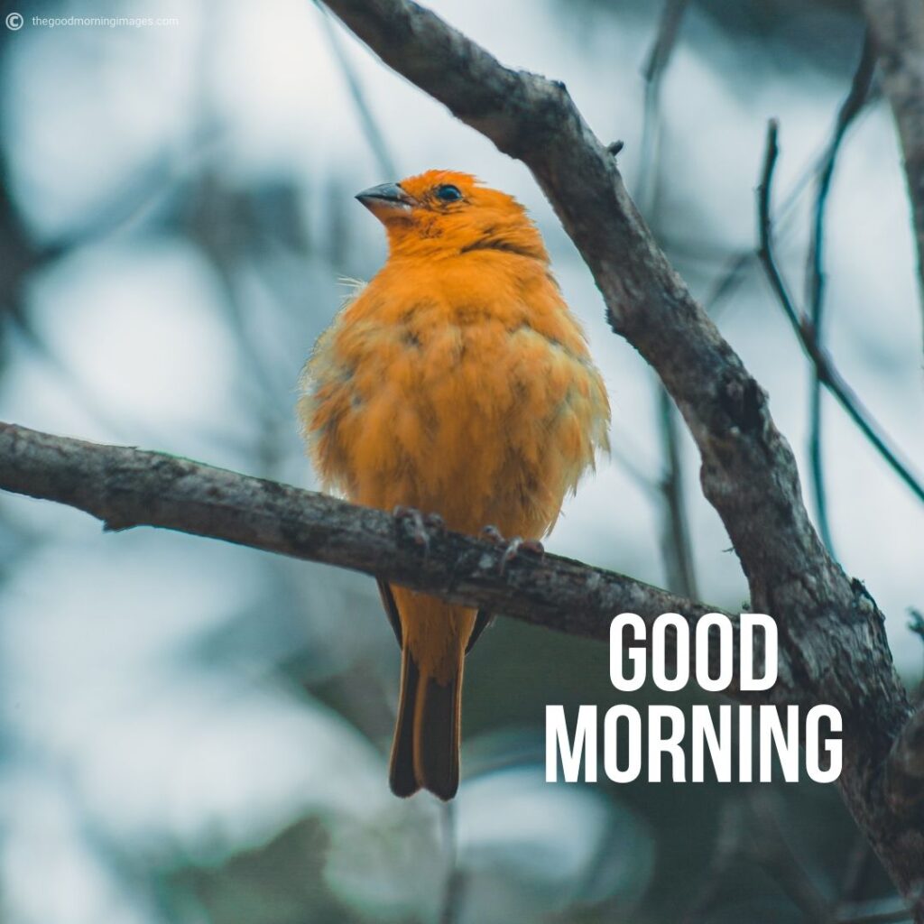 Albums 102+ Pictures Good Morning Birds Images Completed