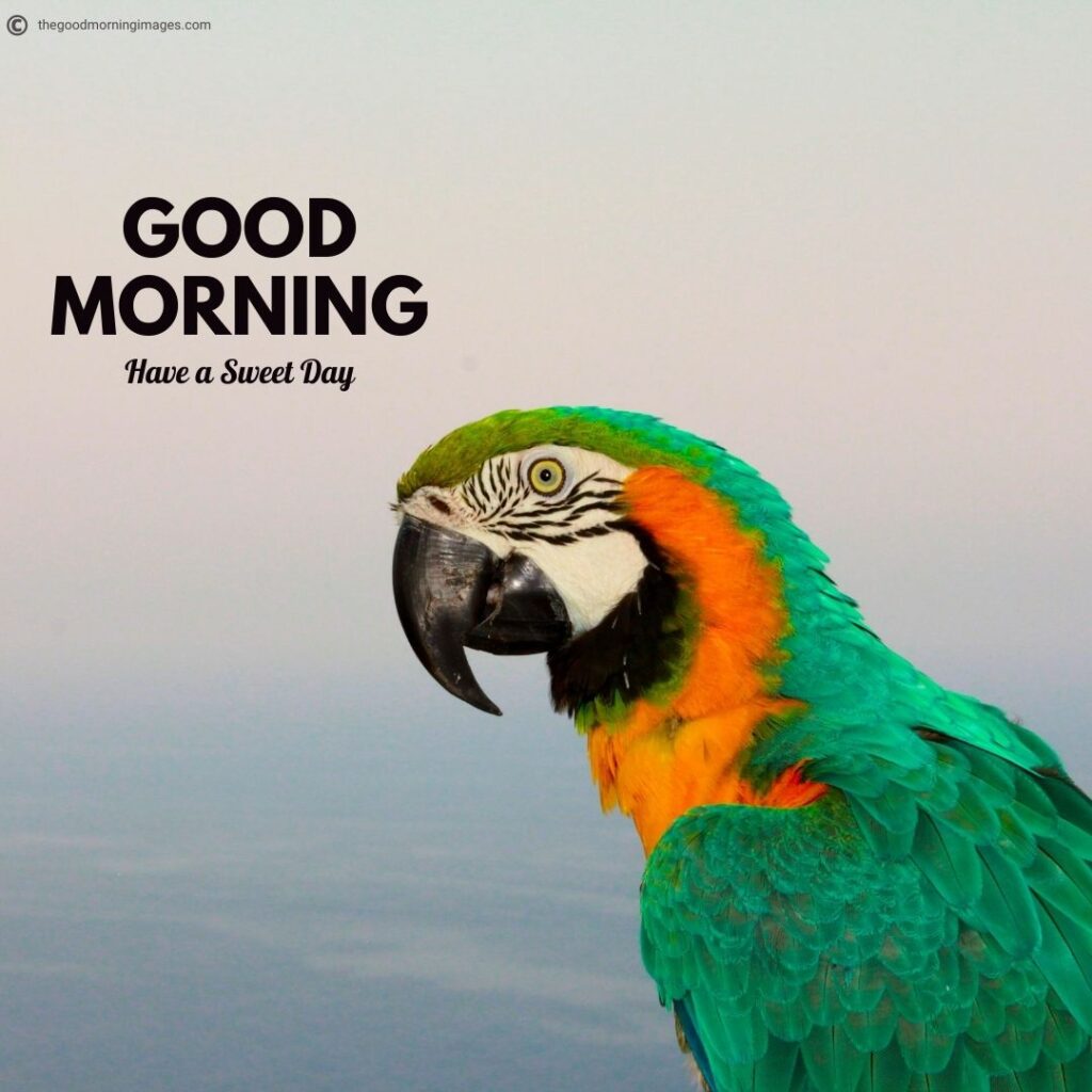 hd good morning images with birds