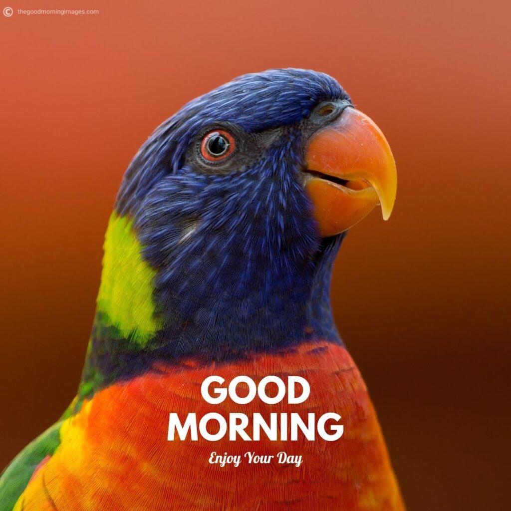 good morning images with birds