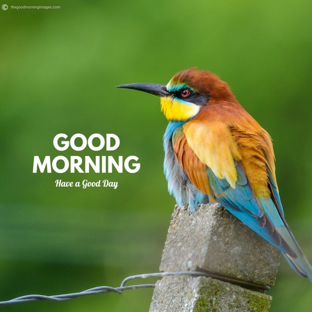 50 Best Good Morning Birds Images To Wish Anyone