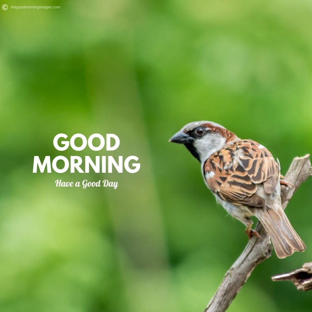 good morning with birds images hd