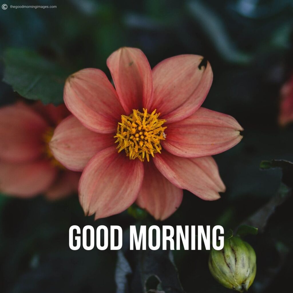 Good Morning pictures with flowers